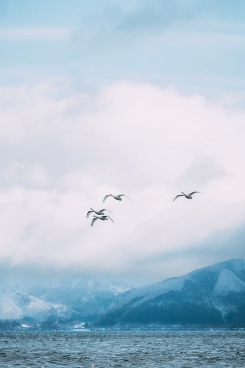 磐梯山と白鳥の群れの写真