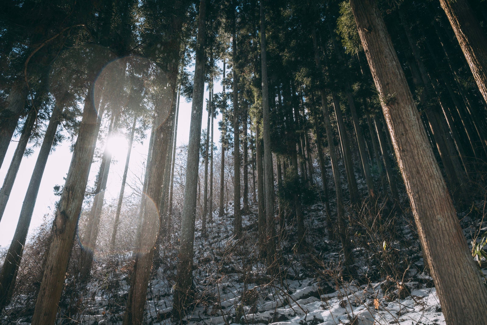 「舞い散る雪と雑木林」の写真