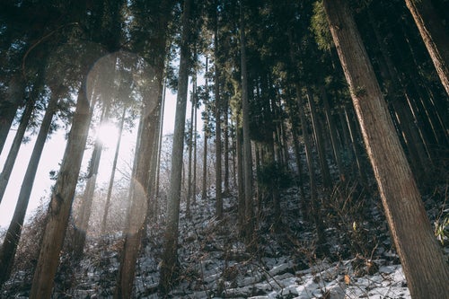 舞い散る雪と雑木林の写真