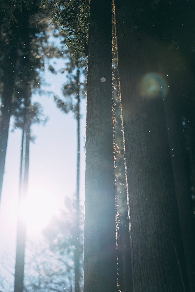 「雑木林に差し込む光」の写真