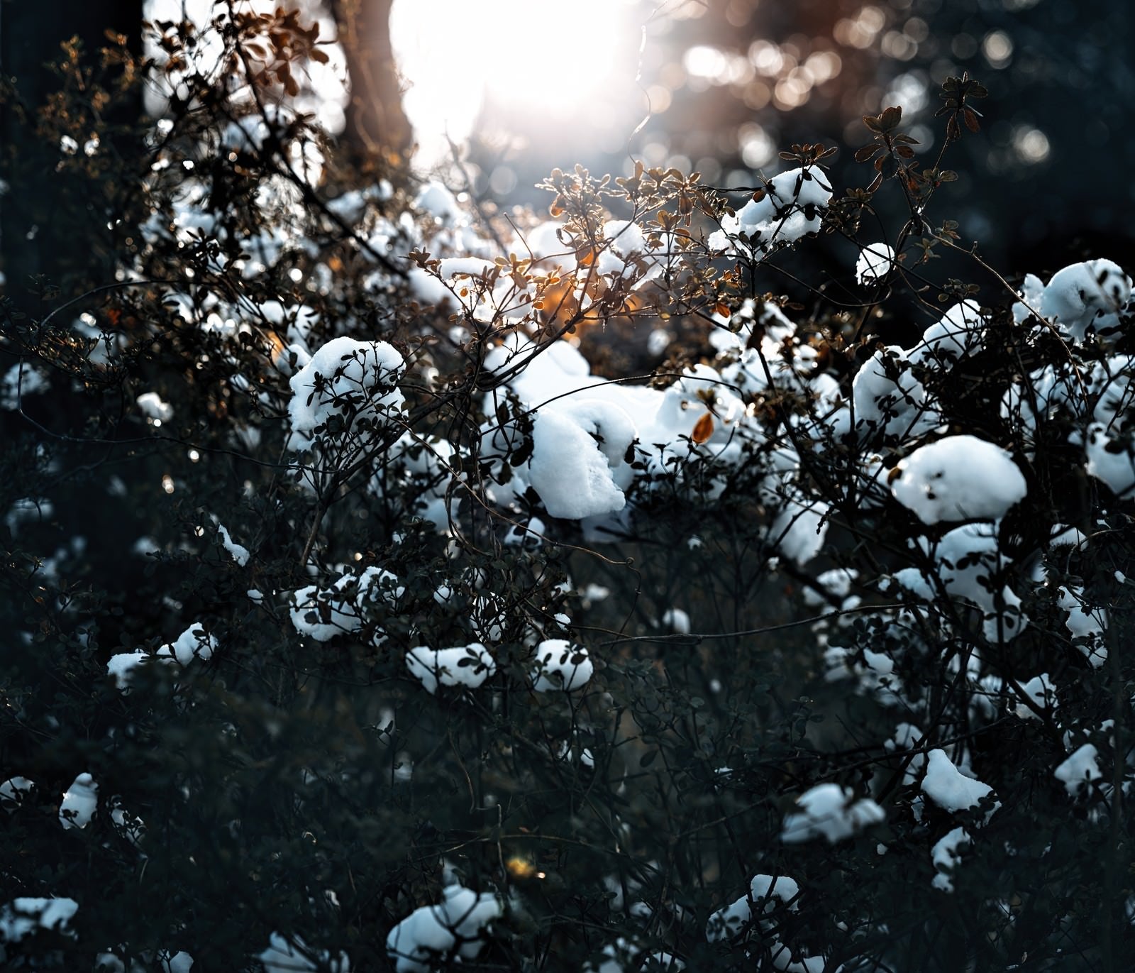 「雪が降った朝」の写真