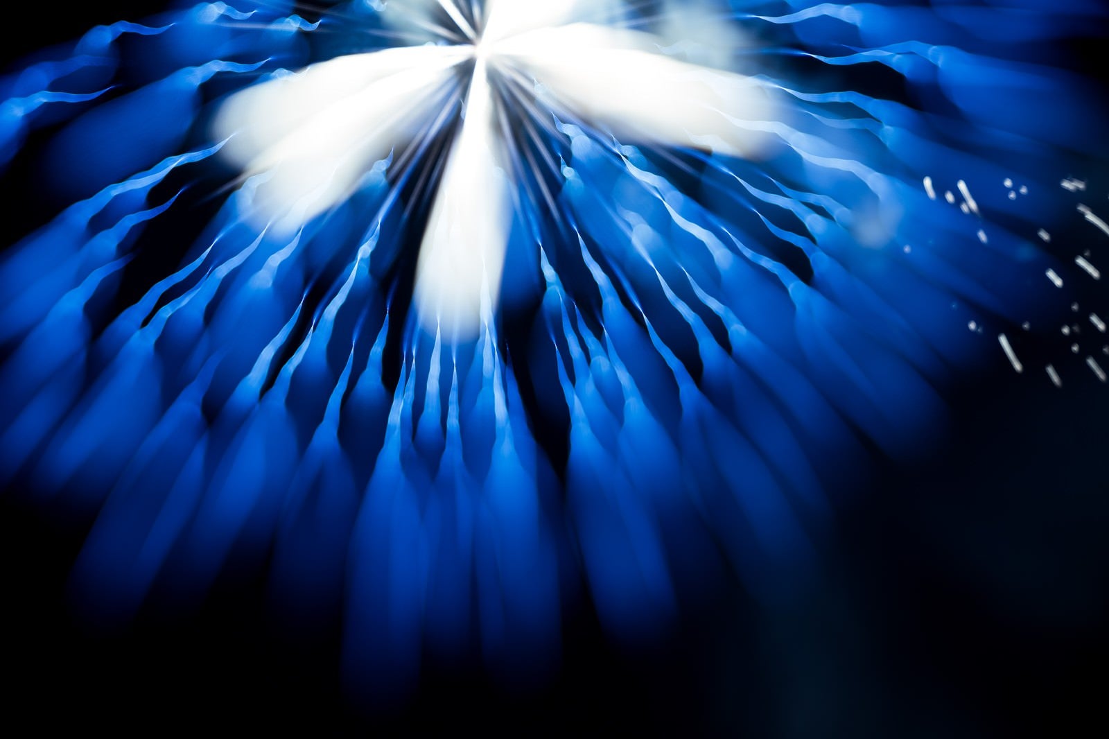 「ゆらゆらと夜空を泳ぐ、青い花火」の写真
