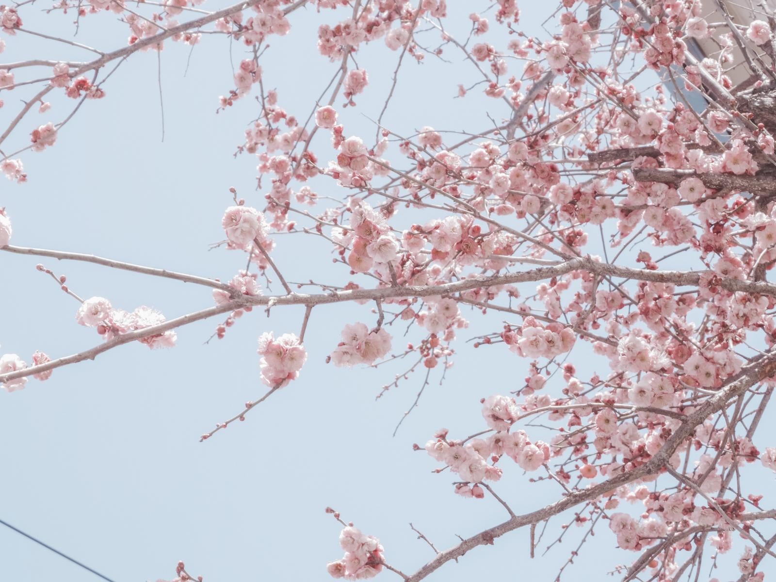 「陽光に包まれる満開の桜の枝先」の写真