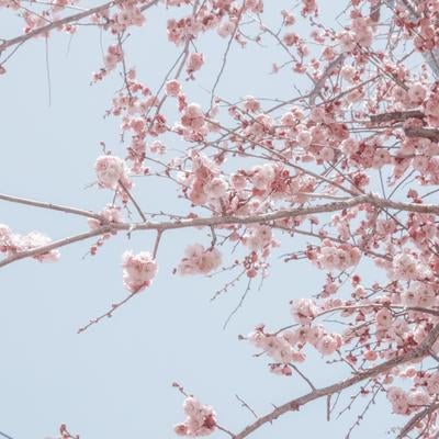 陽光に包まれる満開の桜の枝先の写真