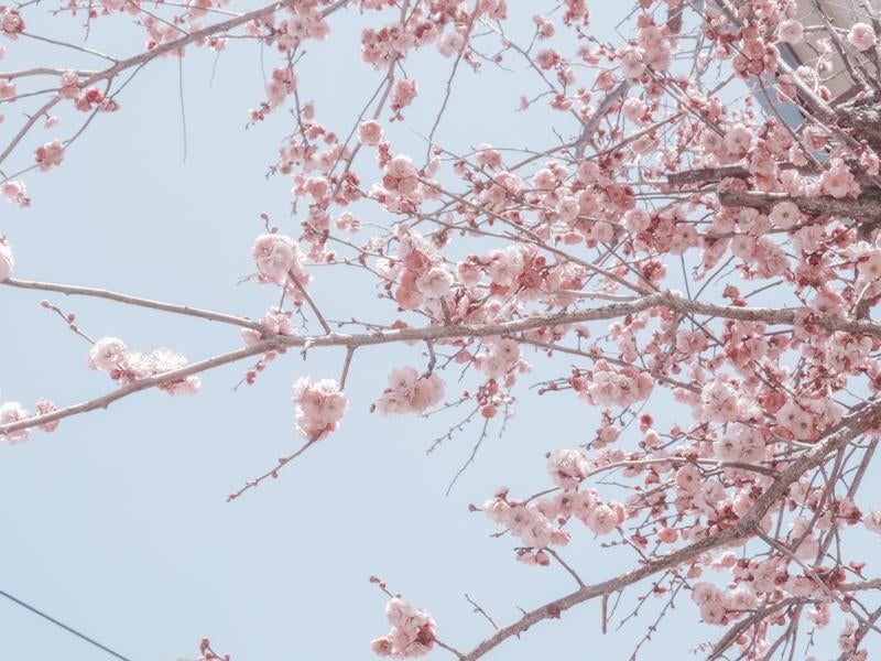 陽光に包まれる満開の桜の枝先の写真