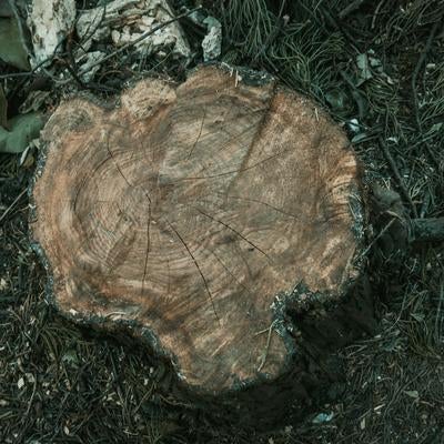 年輪が幾重にも刻まれた切り株の写真