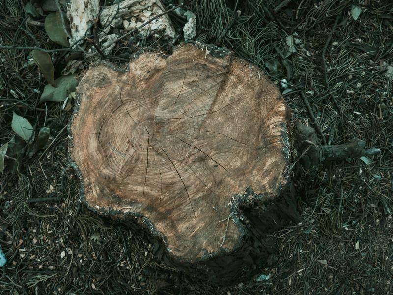 年輪が幾重にも刻まれた切り株の写真