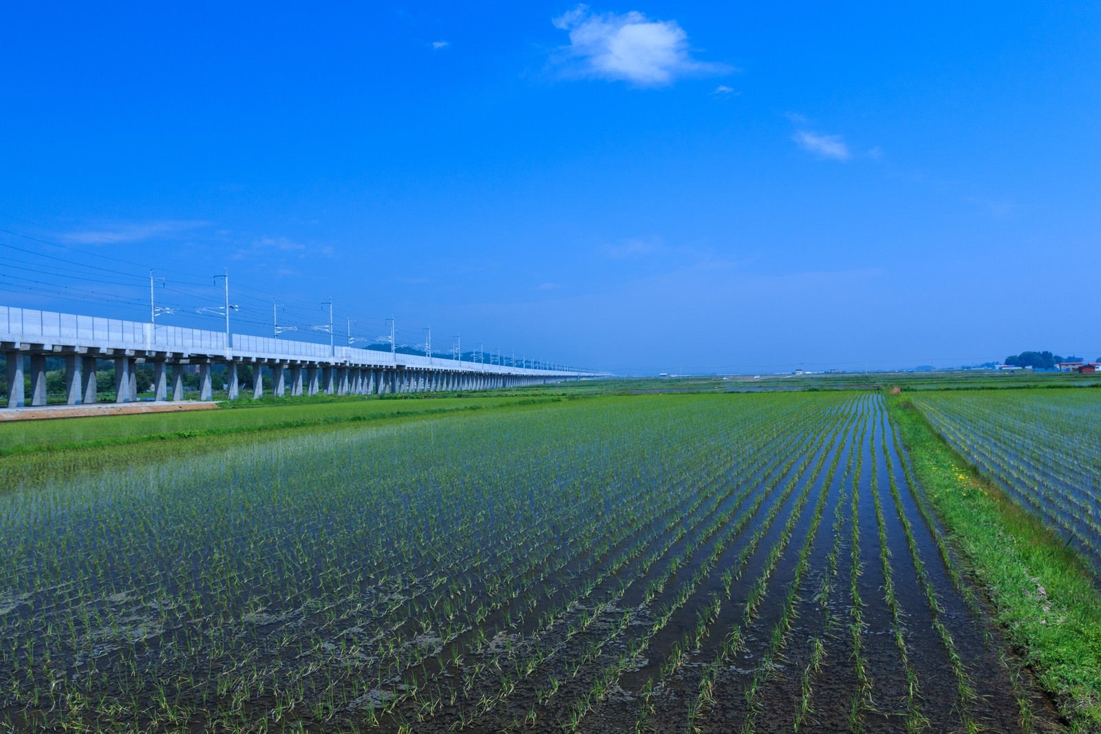 「水田と高架線」の写真