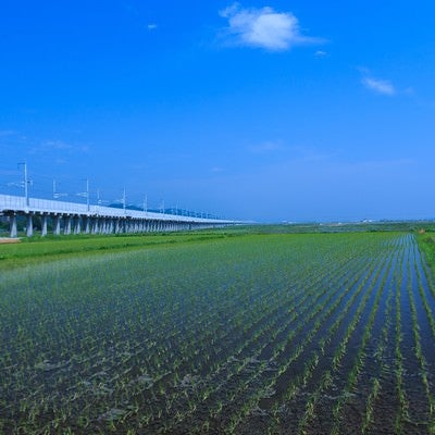 水田と高架線の写真