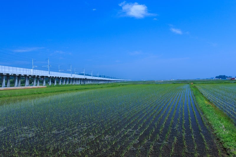 水田と高架線の写真