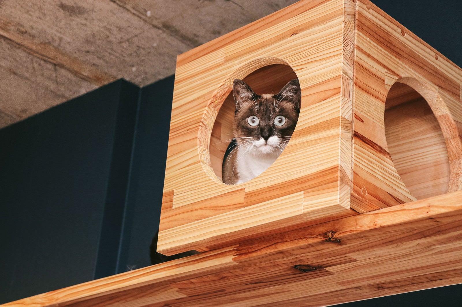 「キャットボックスから警戒する猫」の写真［モデル：プー］