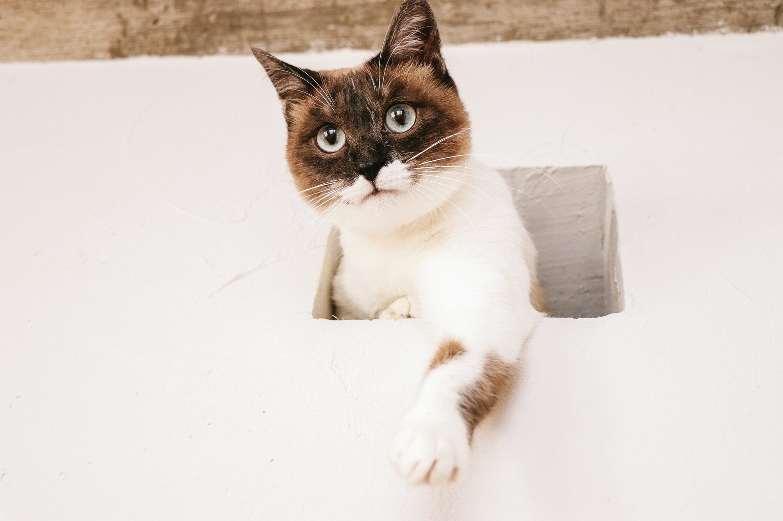 「水槽のさかなを高位置から狙う猫」の写真［モデル：プー］