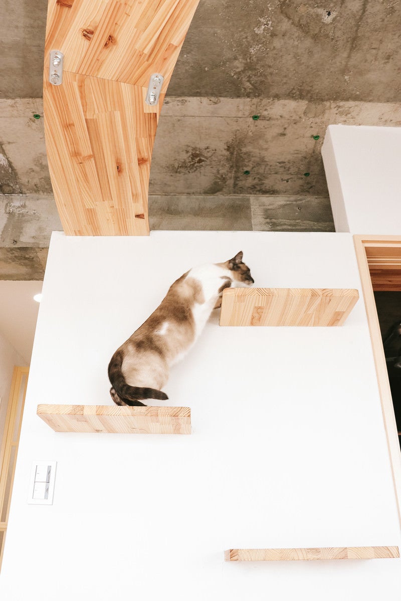 「キャットステップを登る猫」の写真［モデル：プー］