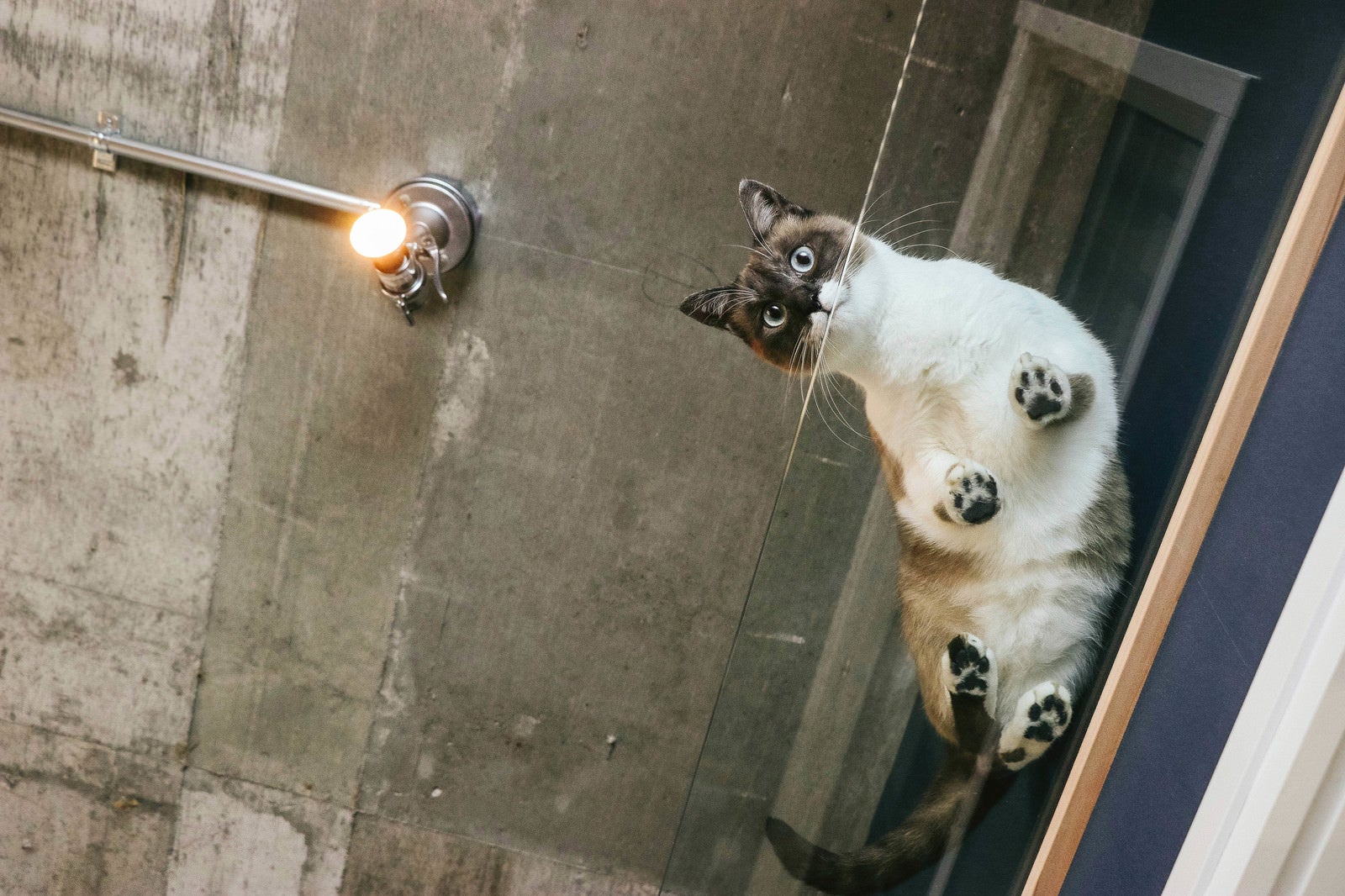 「猫と暮らす肉球ビュー（透明アクリル）」の写真［モデル：プー］