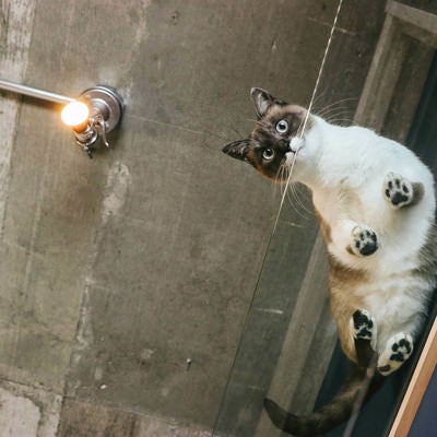 猫と暮らす肉球ビュー（透明アクリル）の写真