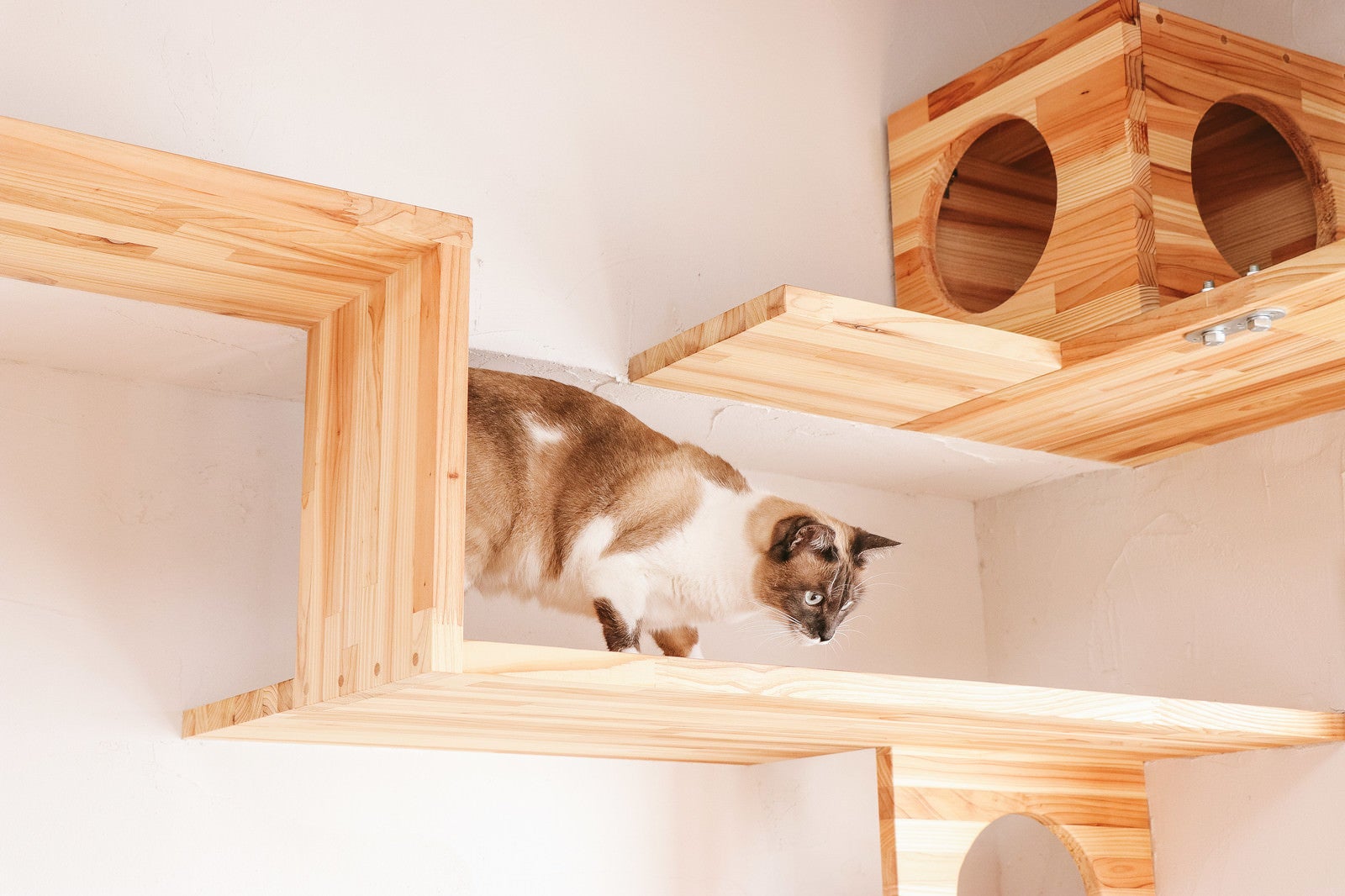 「キャットステップを下りる猫」の写真［モデル：プー］