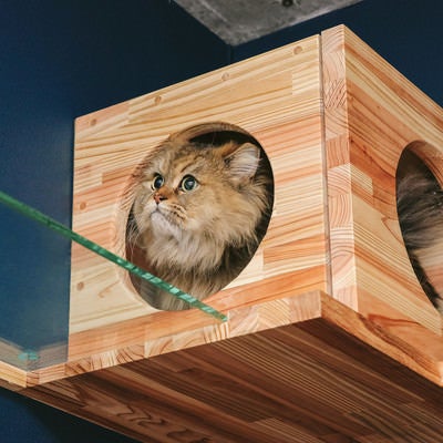 キャットボックスを気に入ったペルシャ猫の写真