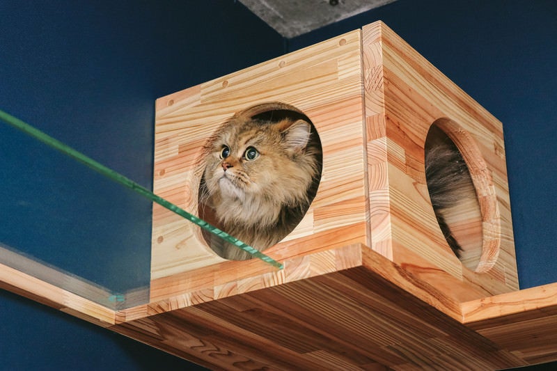 キャットボックスを気に入ったペルシャ猫の写真