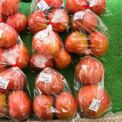 真っ赤に熟したいすみ市大原産のトマトの写真