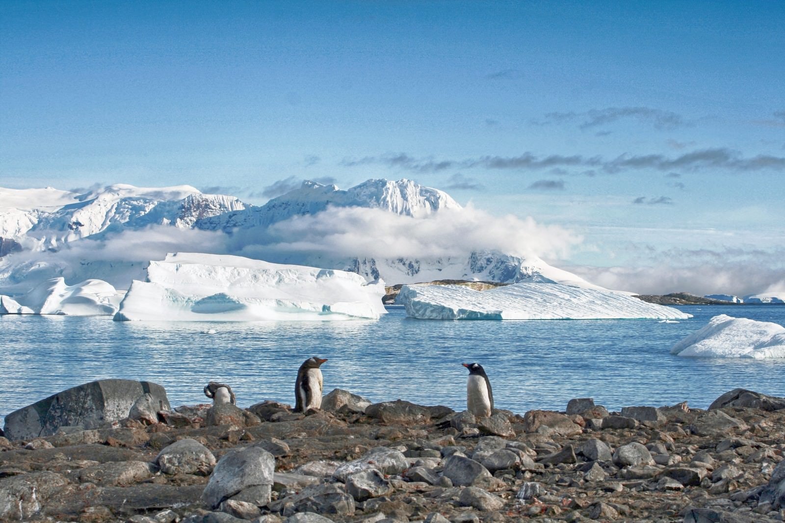 「クーパービル島からの景色（ペンギン）」の写真