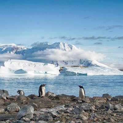 クーパービル島からの景色（ペンギン）の写真