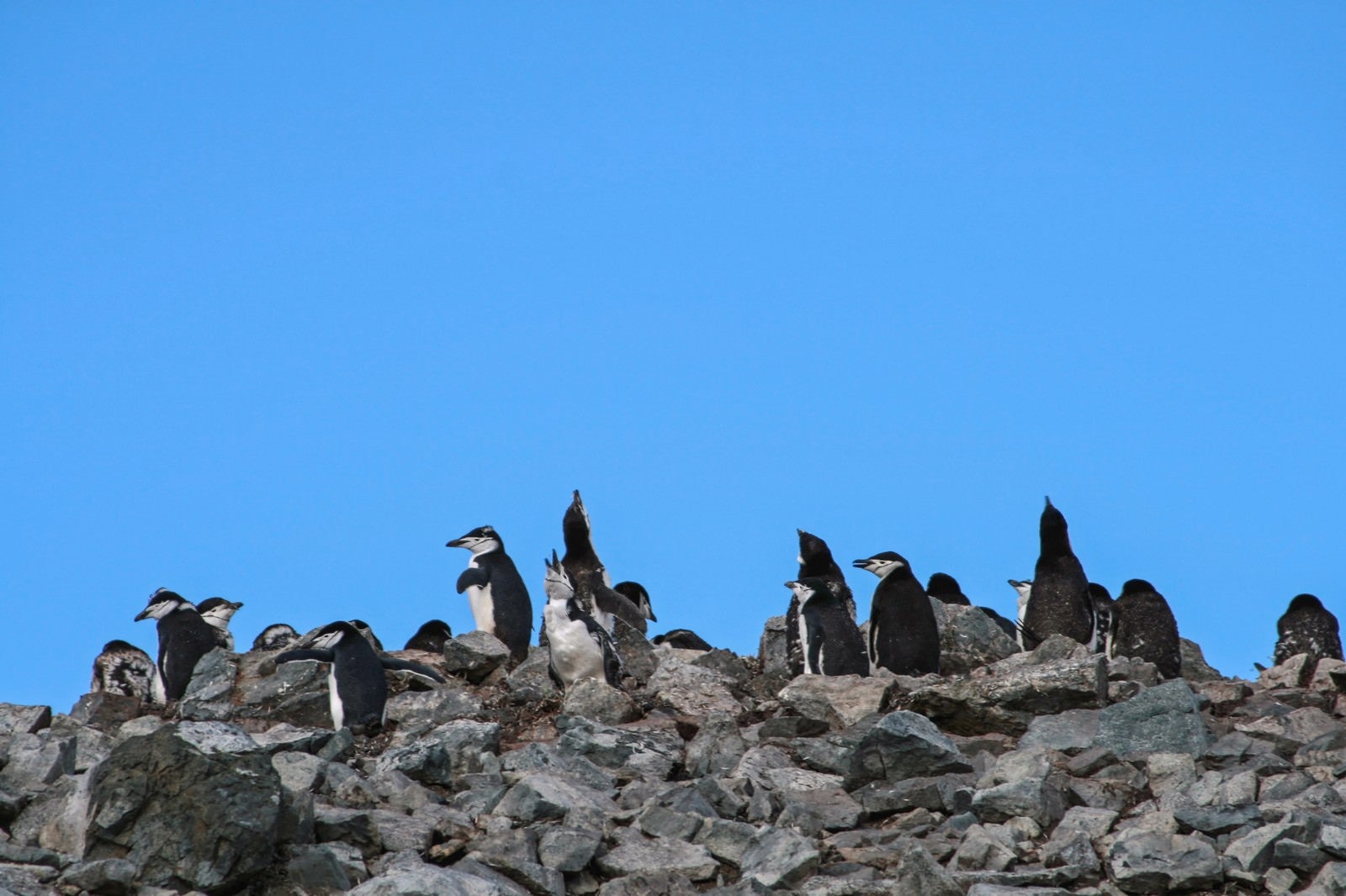 「ヒゲペンギンの群れ」の写真