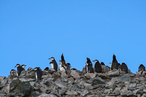 ヒゲペンギンの群れの写真