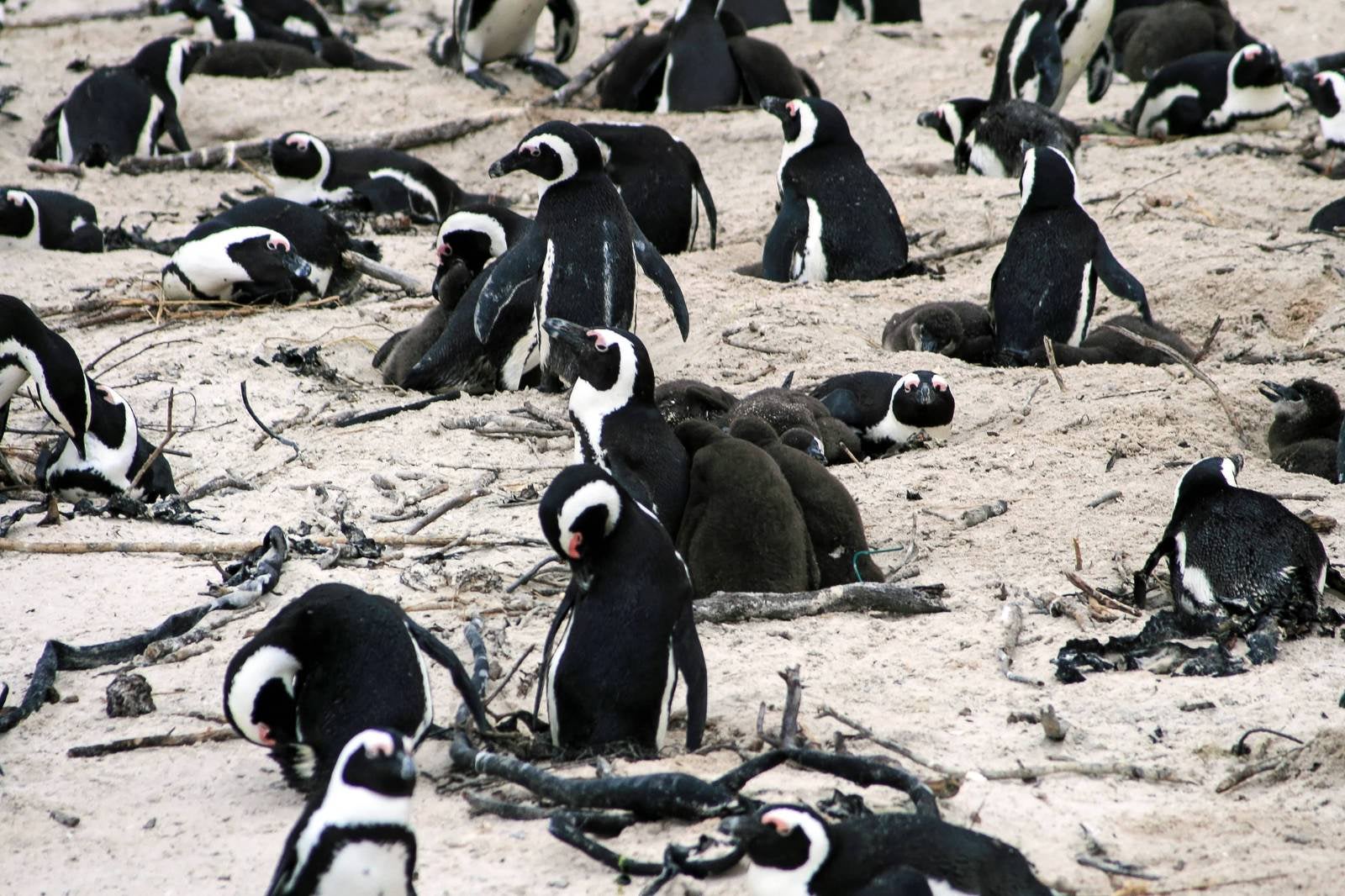 「卵を温めるペンギンコロニー」の写真