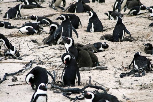 卵を温めるペンギンコロニーの写真