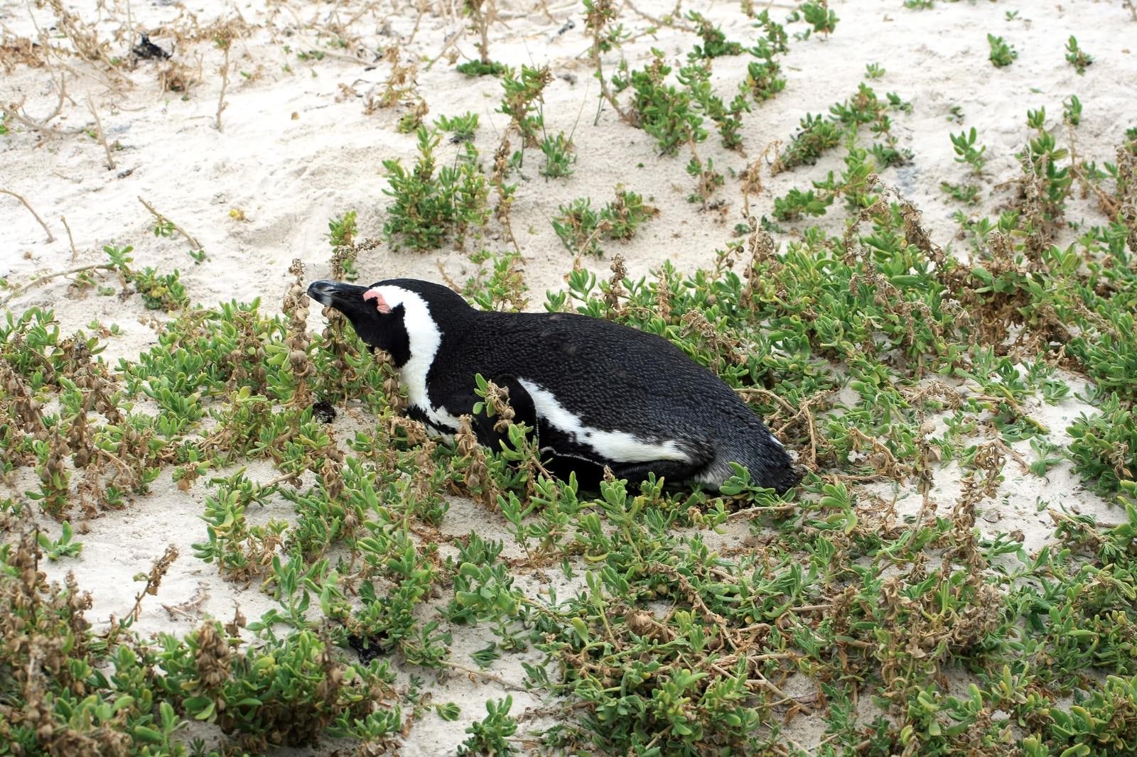 「浜辺とペンギン」の写真
