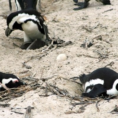 卵を温めるペンギンの群れの写真