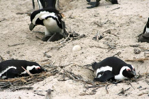 卵を温めるペンギンの群れの写真