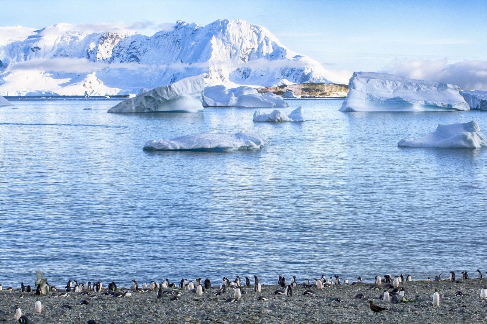 「クーパービル島からのペンギンの群れ」の写真