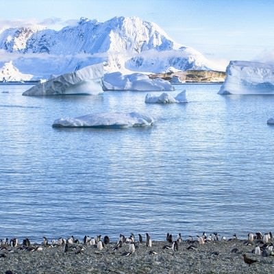 クーパービル島からのペンギンの群れの写真