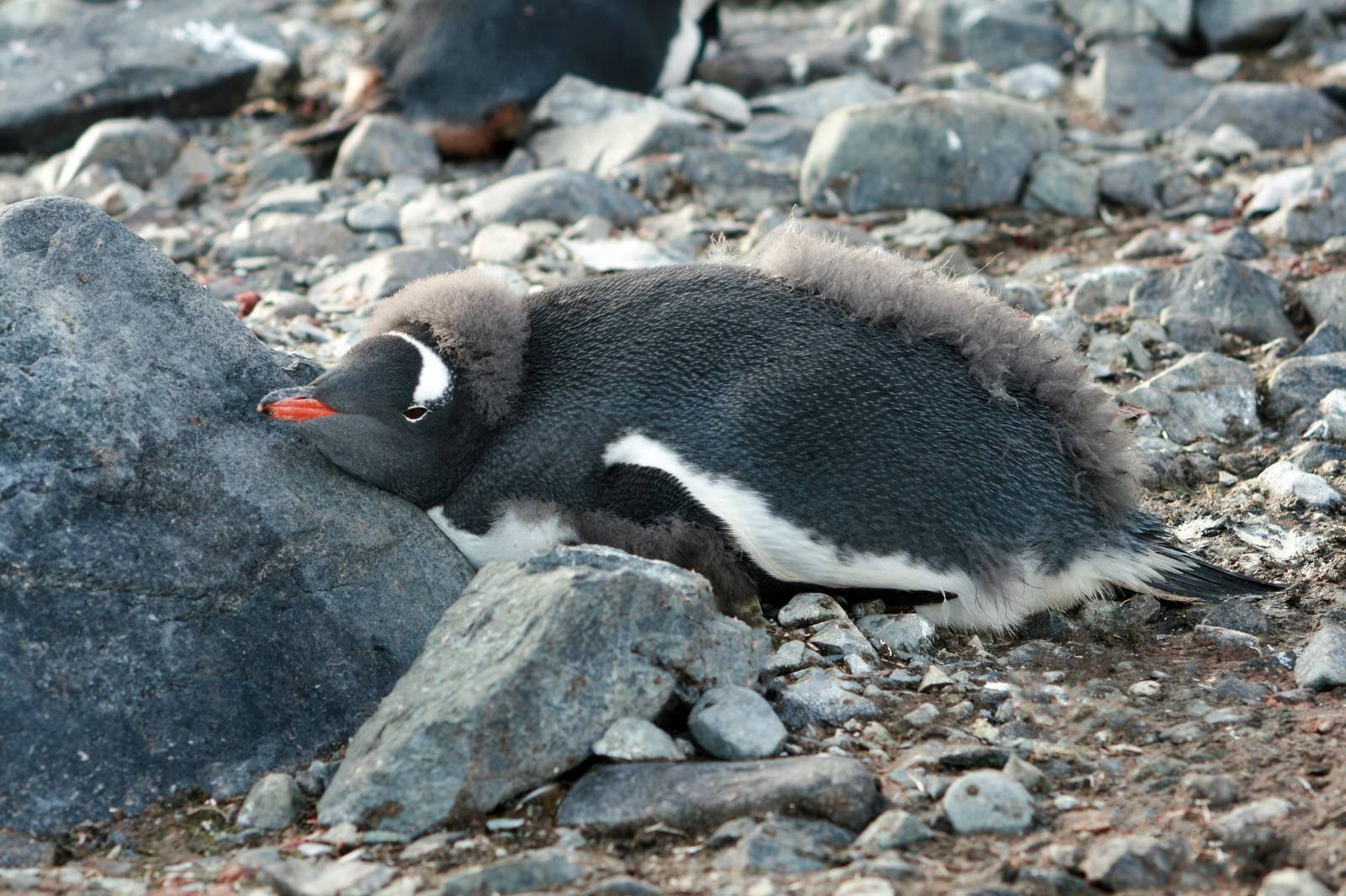 「毛が生えかわるペンギン」の写真