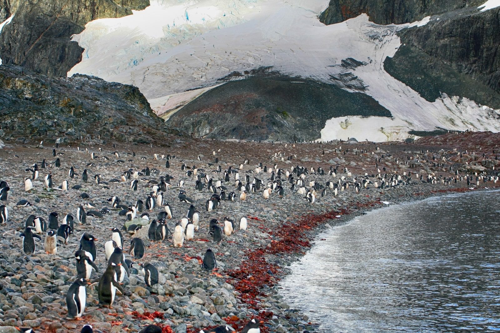 「クーパービル島の住人（ペンギン）」の写真