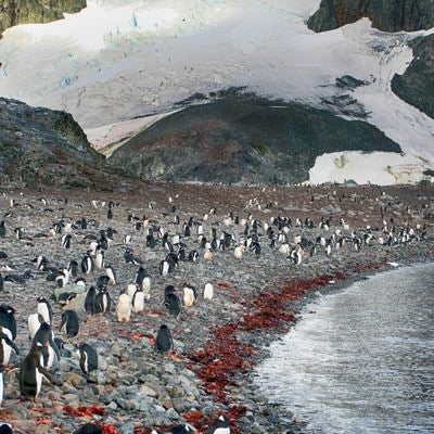 クーパービル島の住人（ペンギン）の写真