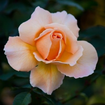 ジャストジョイの薔薇の写真