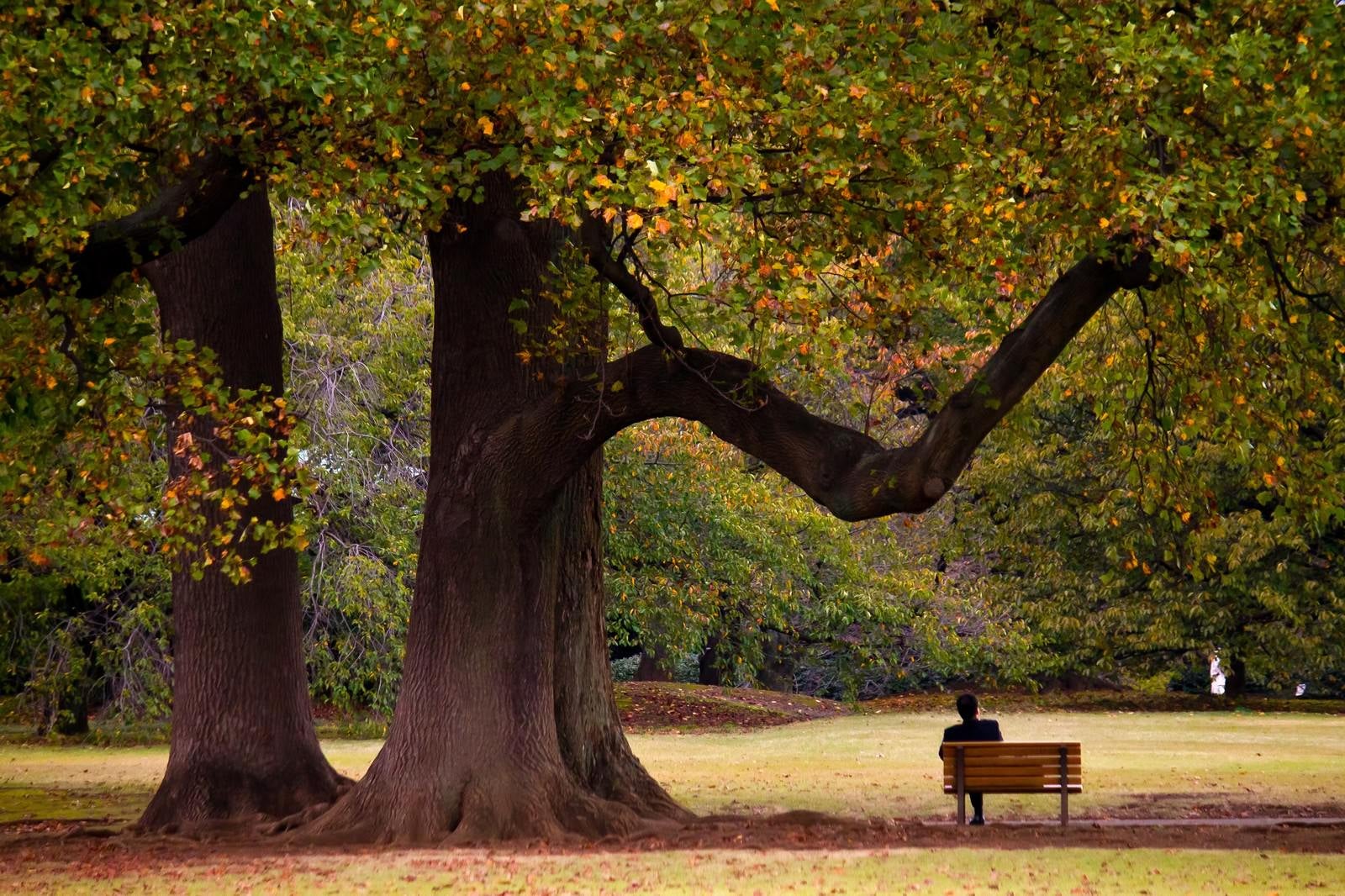 「大きな樹木の下でくつろぐサラリーマン」の写真