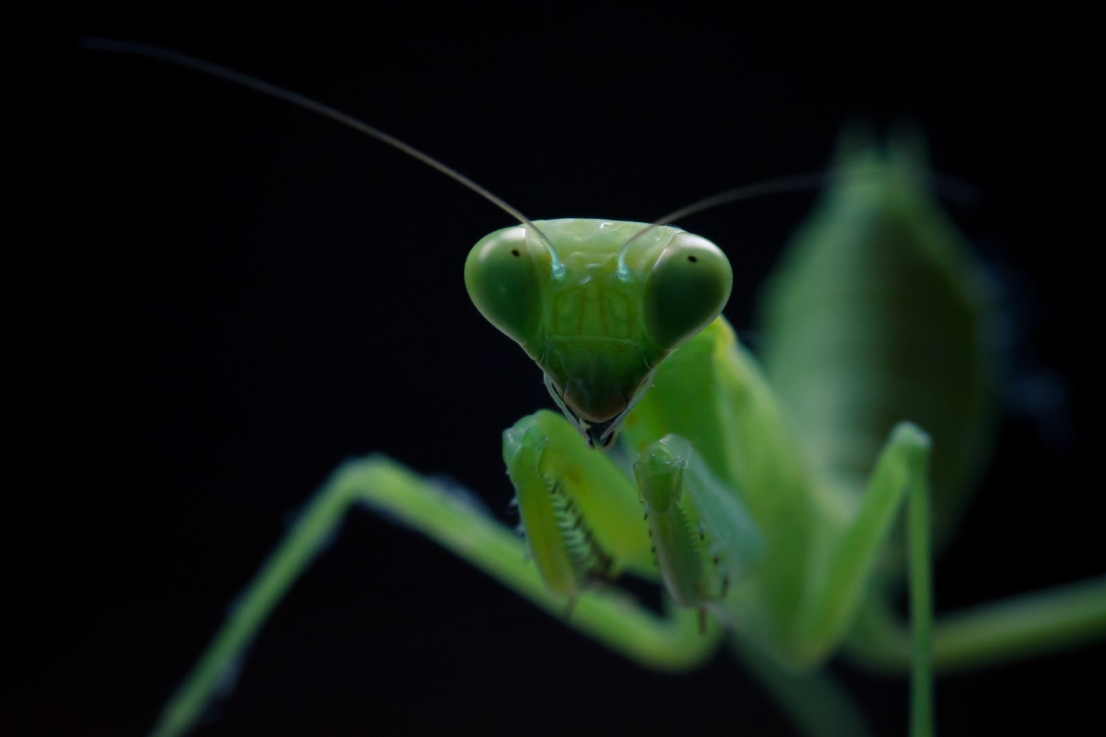 「臨戦態勢のカマキリ」の写真