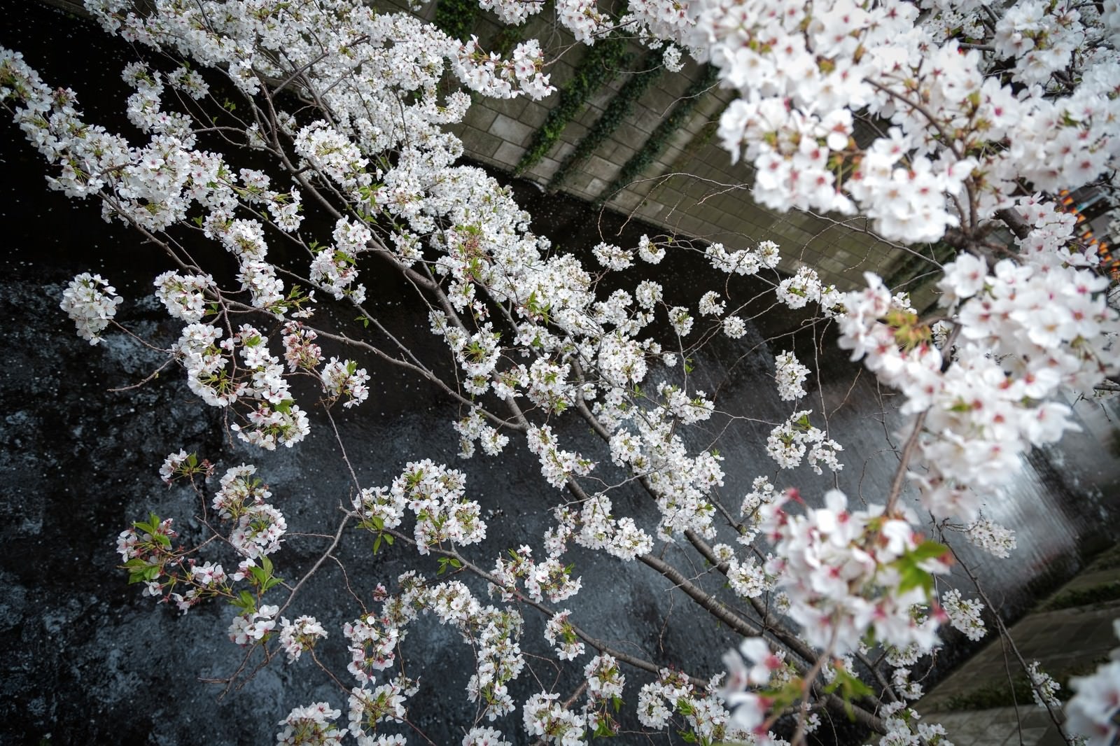 「目黒川と桜」の写真
