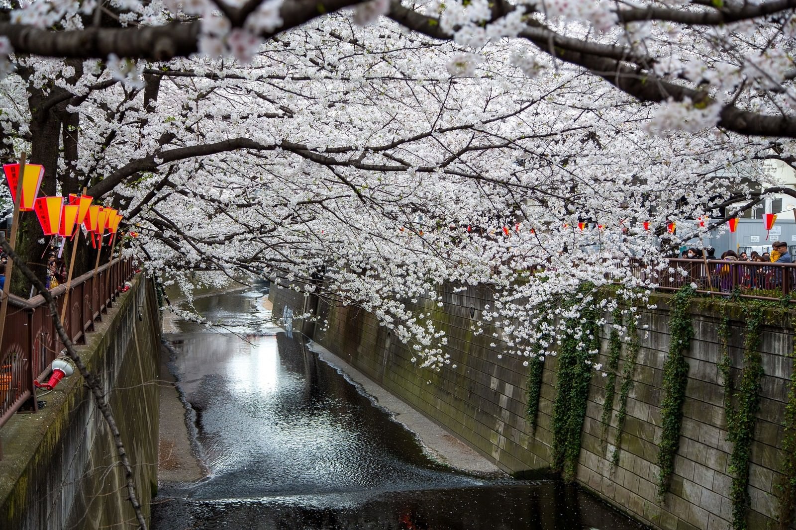 「目黒川の連なる桜の木」の写真