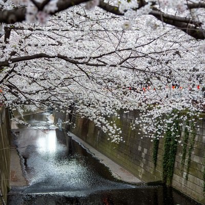 目黒川の連なる桜の木の写真