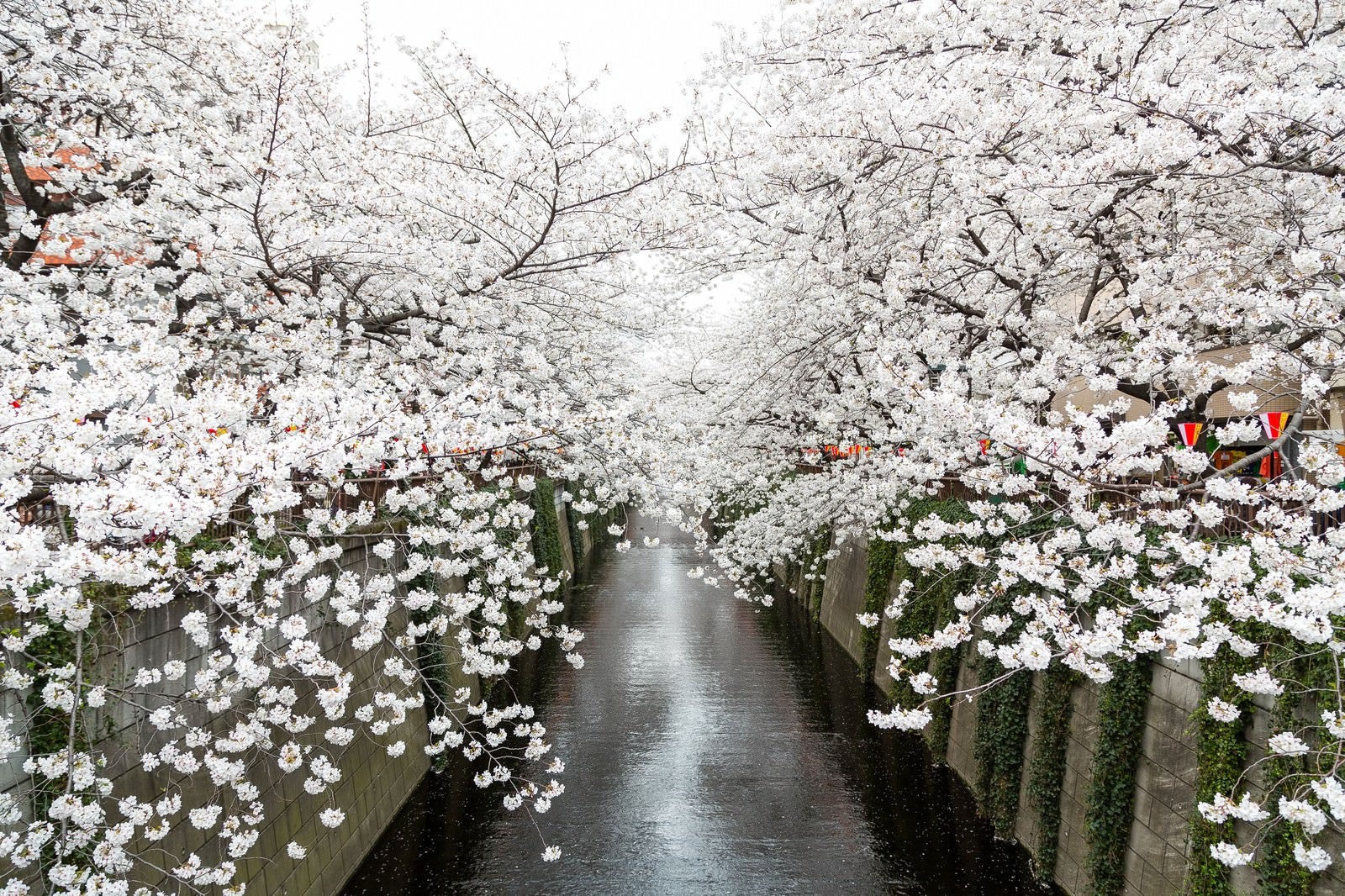 「目黒川沿いの桜」の写真