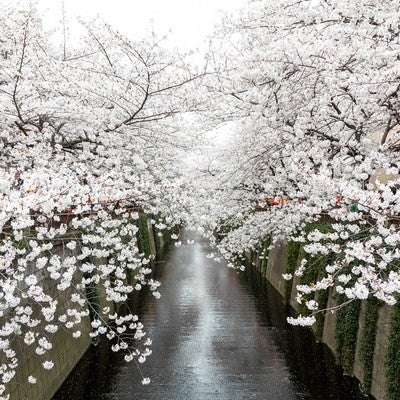 目黒川沿いの桜の写真