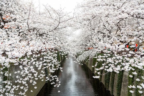 目黒川沿いの桜の写真