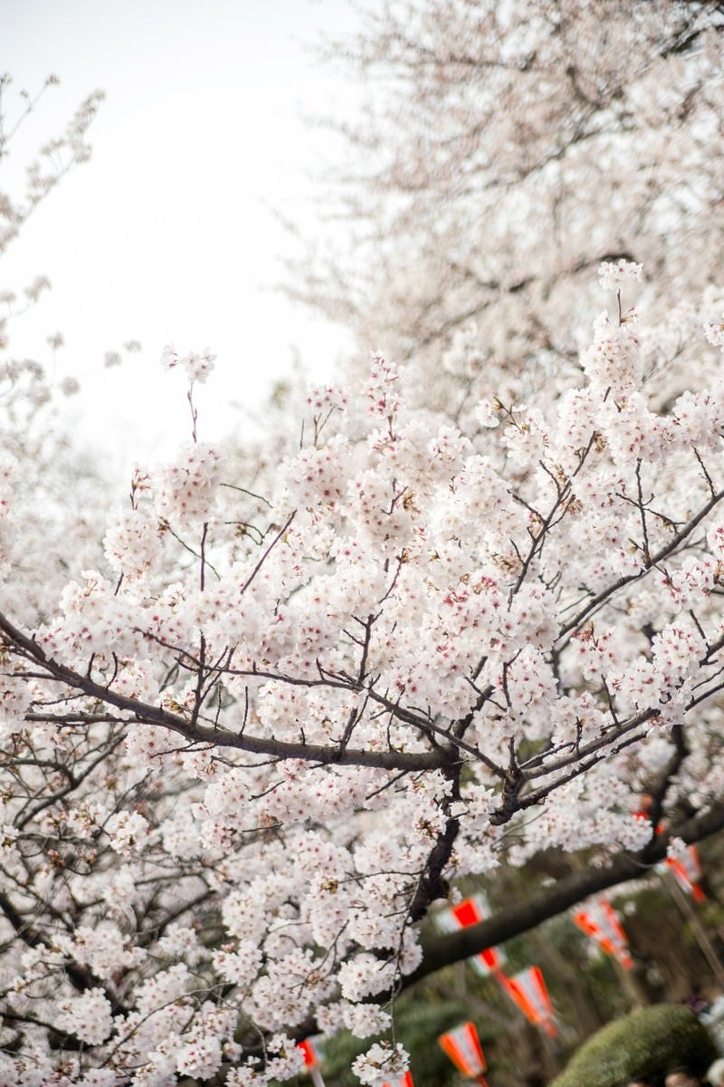 観桜会と桜の写真