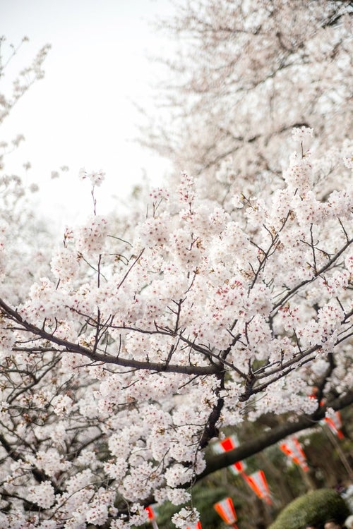 観桜会と桜の写真