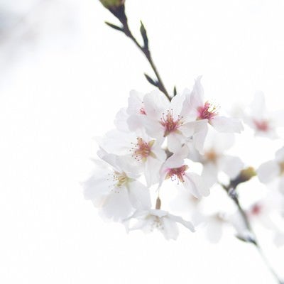 桜のお花の写真
