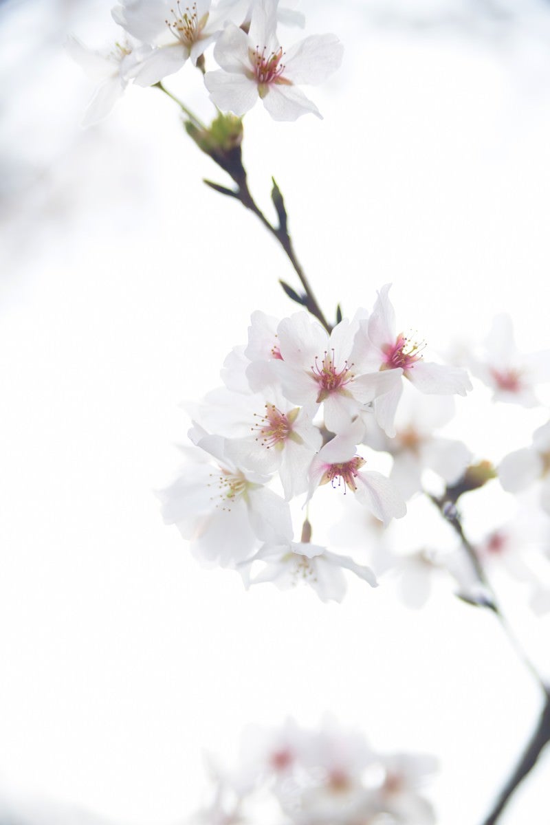 「桜のお花」の写真